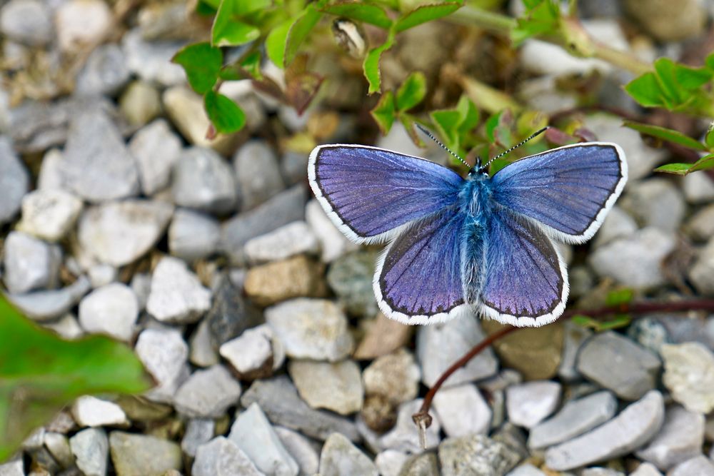 Idas-Bläuling (Plebejus idas)