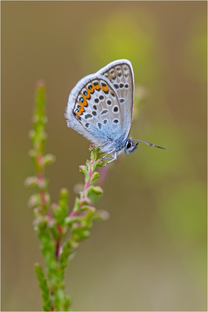 Idas-Bläuling (Plebejus Idas)