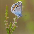 Idas-Bläuling (Plebejus Idas)