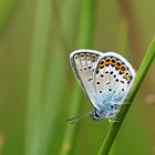 Idas-Bläuling ( Plebejus idas )