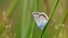 Idas-Bläuling ( Plebejus idas )