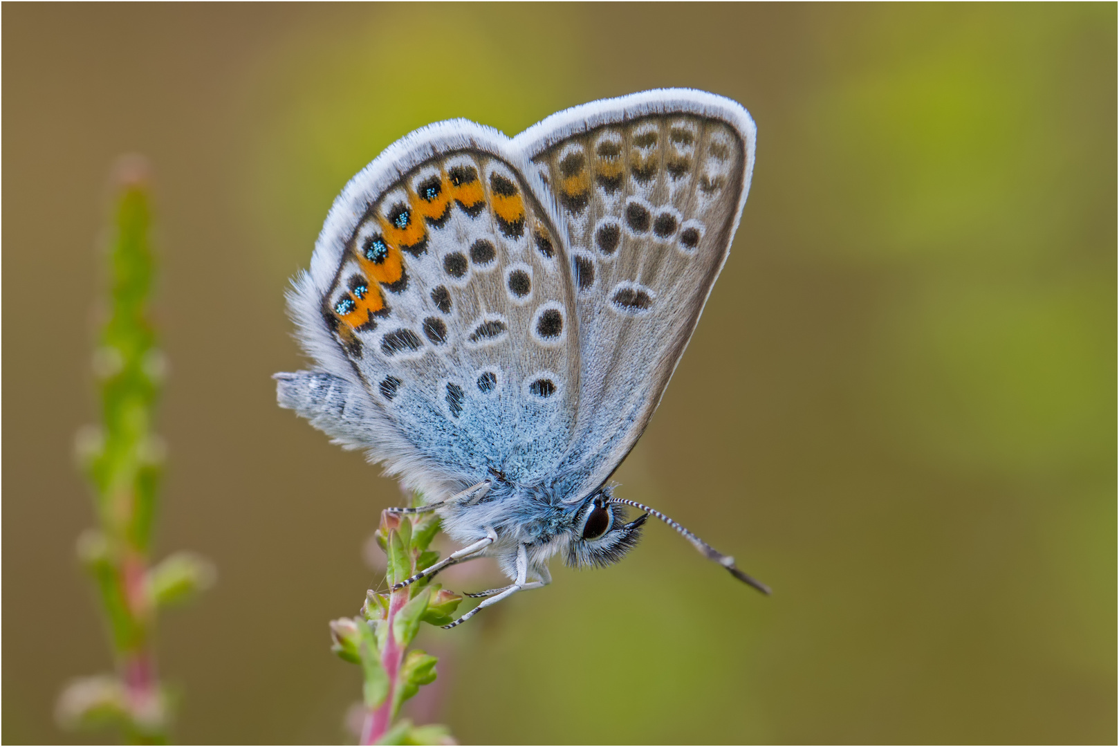 Idas-Bläuling (Plebejus idas)