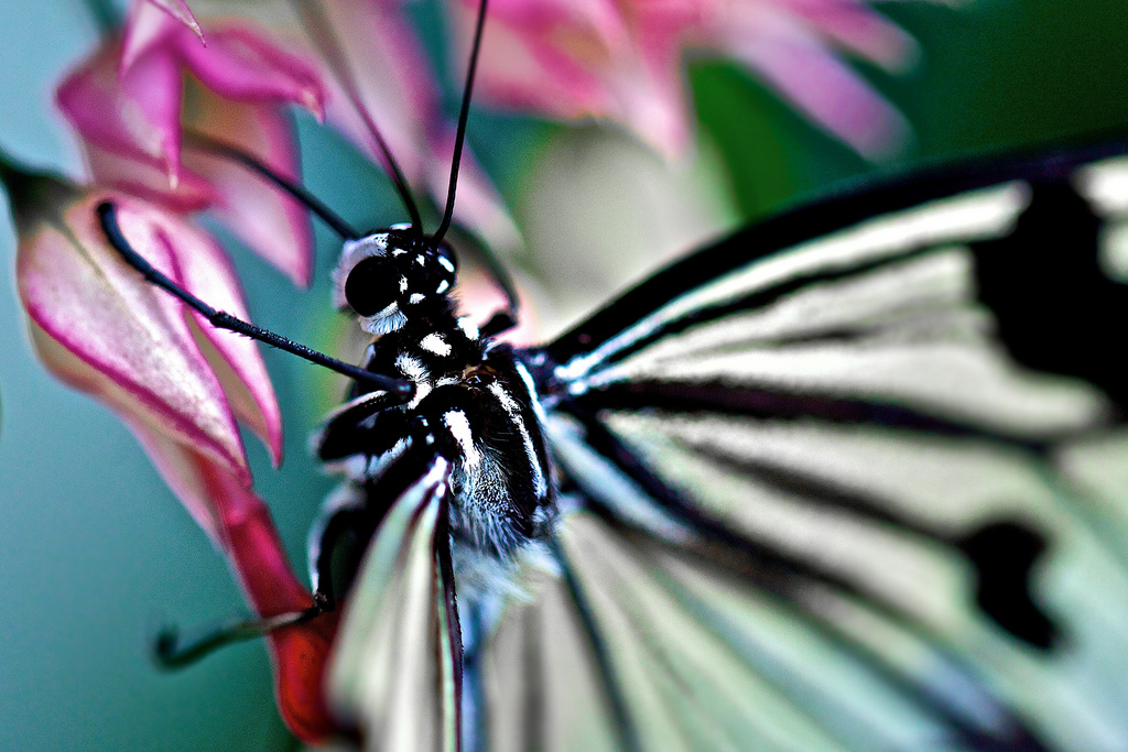 Idea Leucone