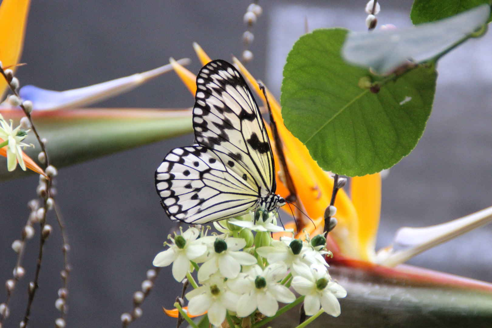  Idea leucone (weisse Baumnymphe)