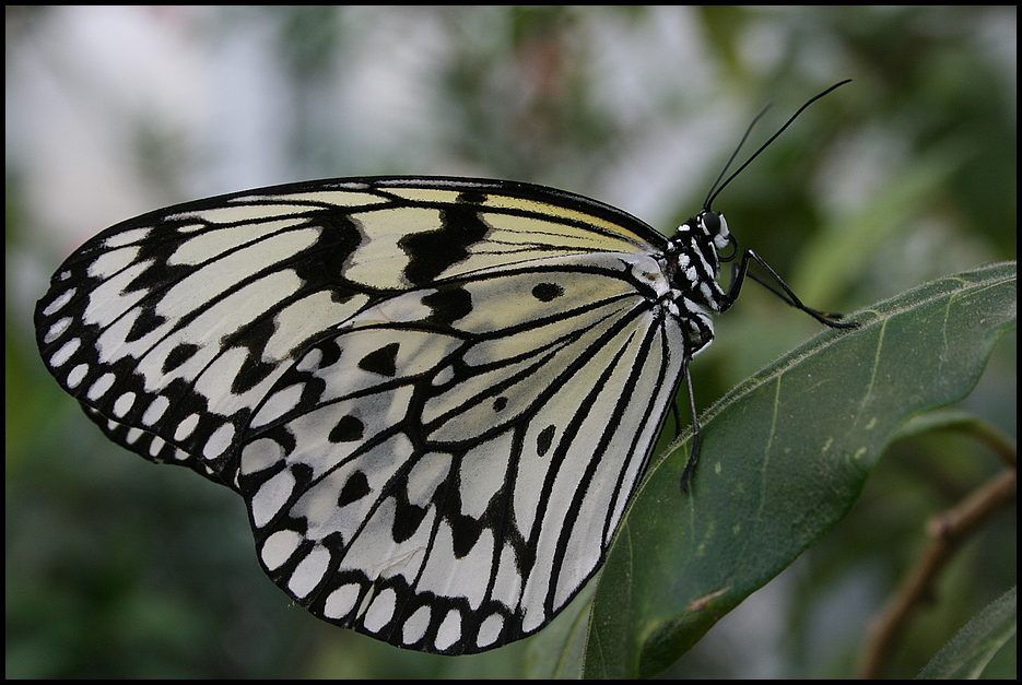 Idea leuconoe