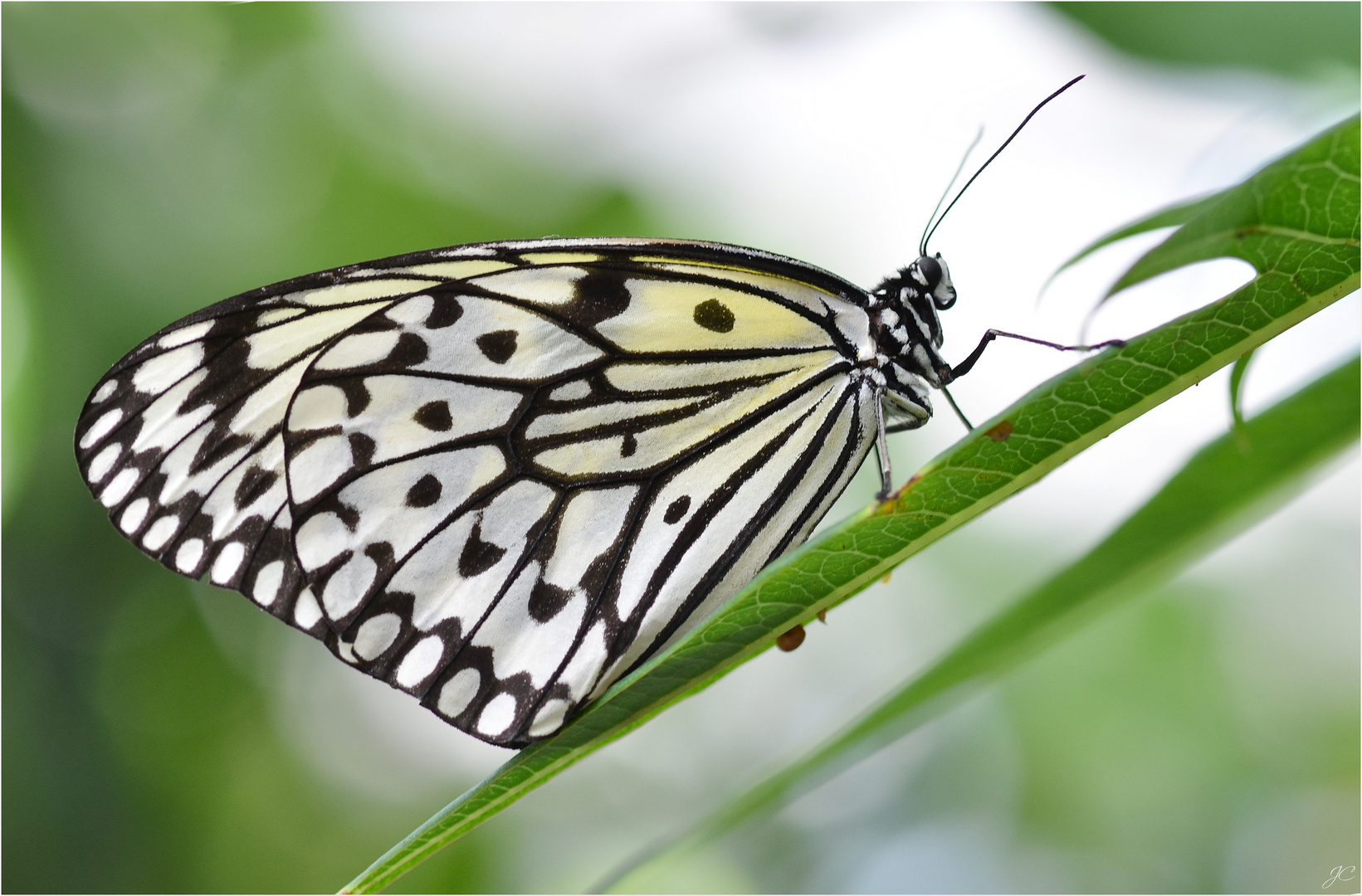 Idea leuconoe