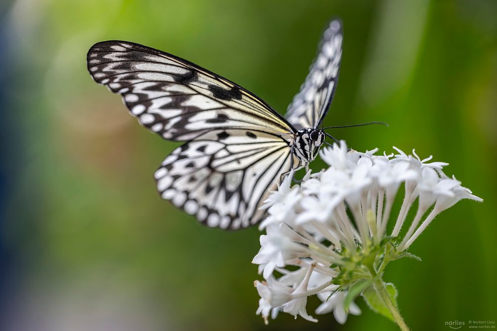 idea leuconoe