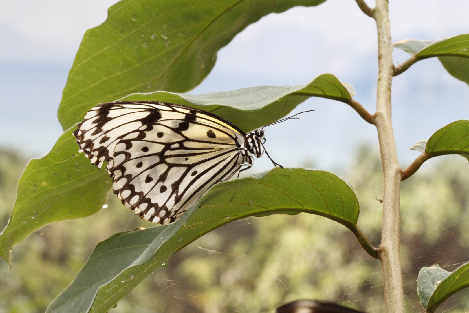 Idea leuconoe