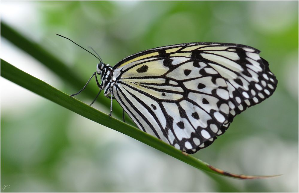 Idea leuconoe