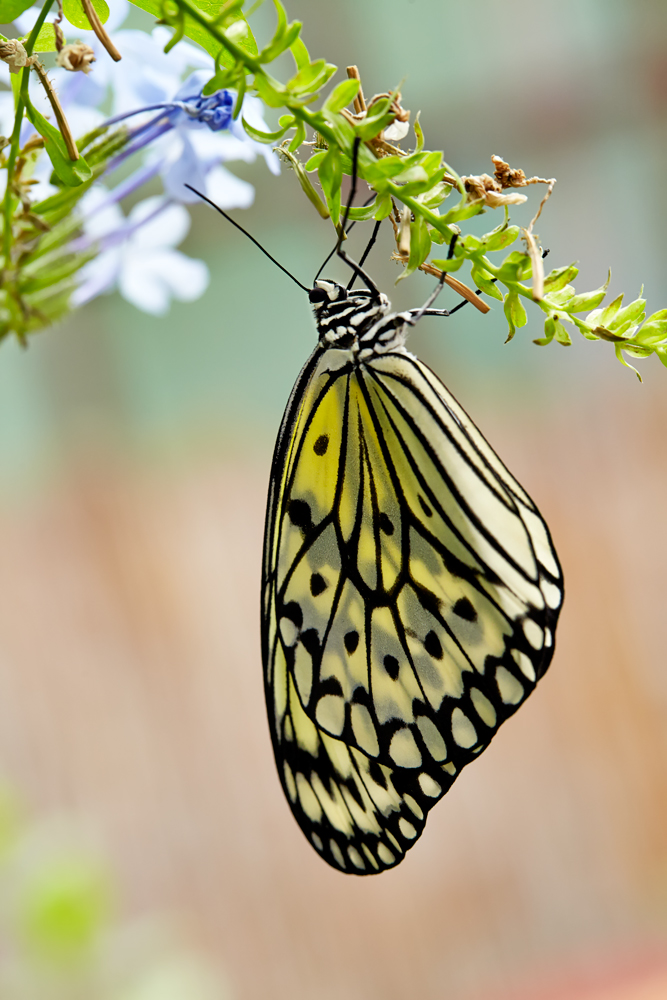 Idea leuconoe