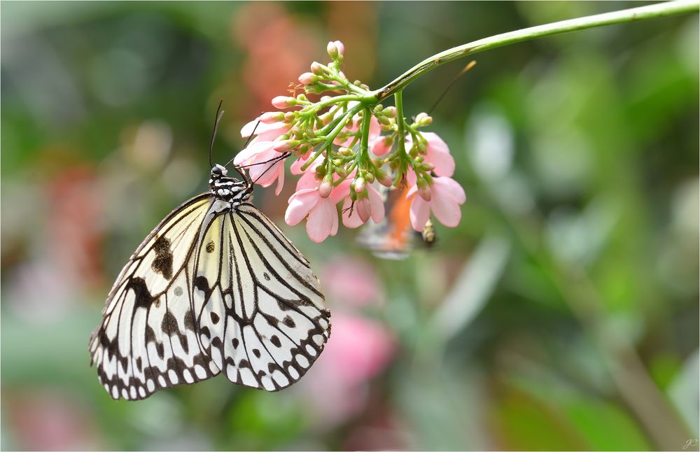 Idea leuconoe