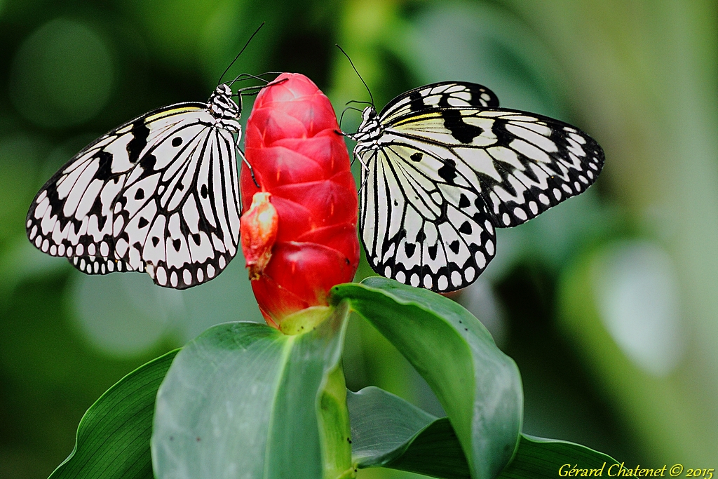 Idea leuconoe (asie du sud est)