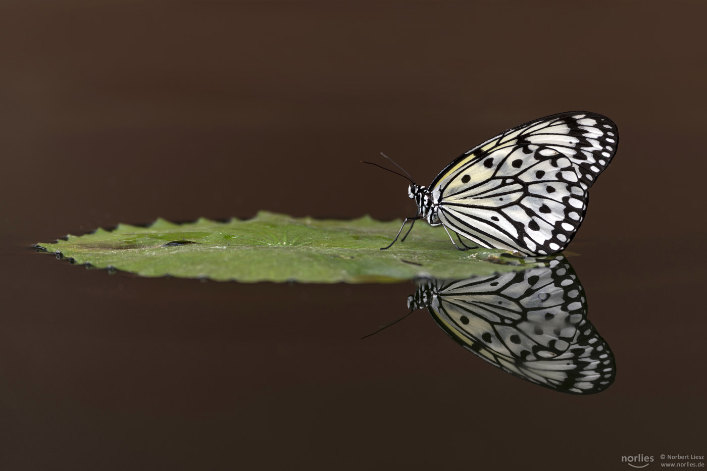 idea leuconoe