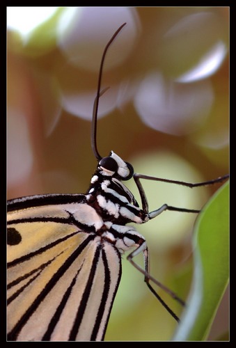 Idea leuconoe