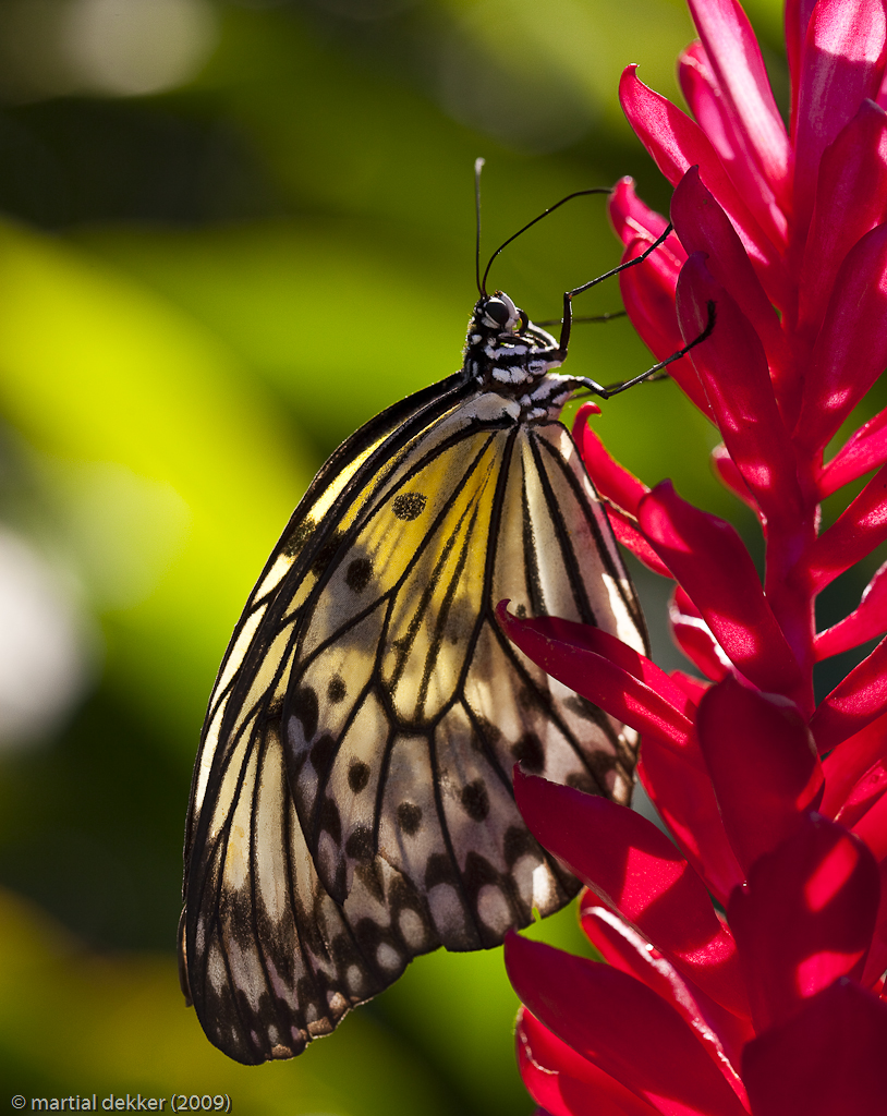 idea leuconoe