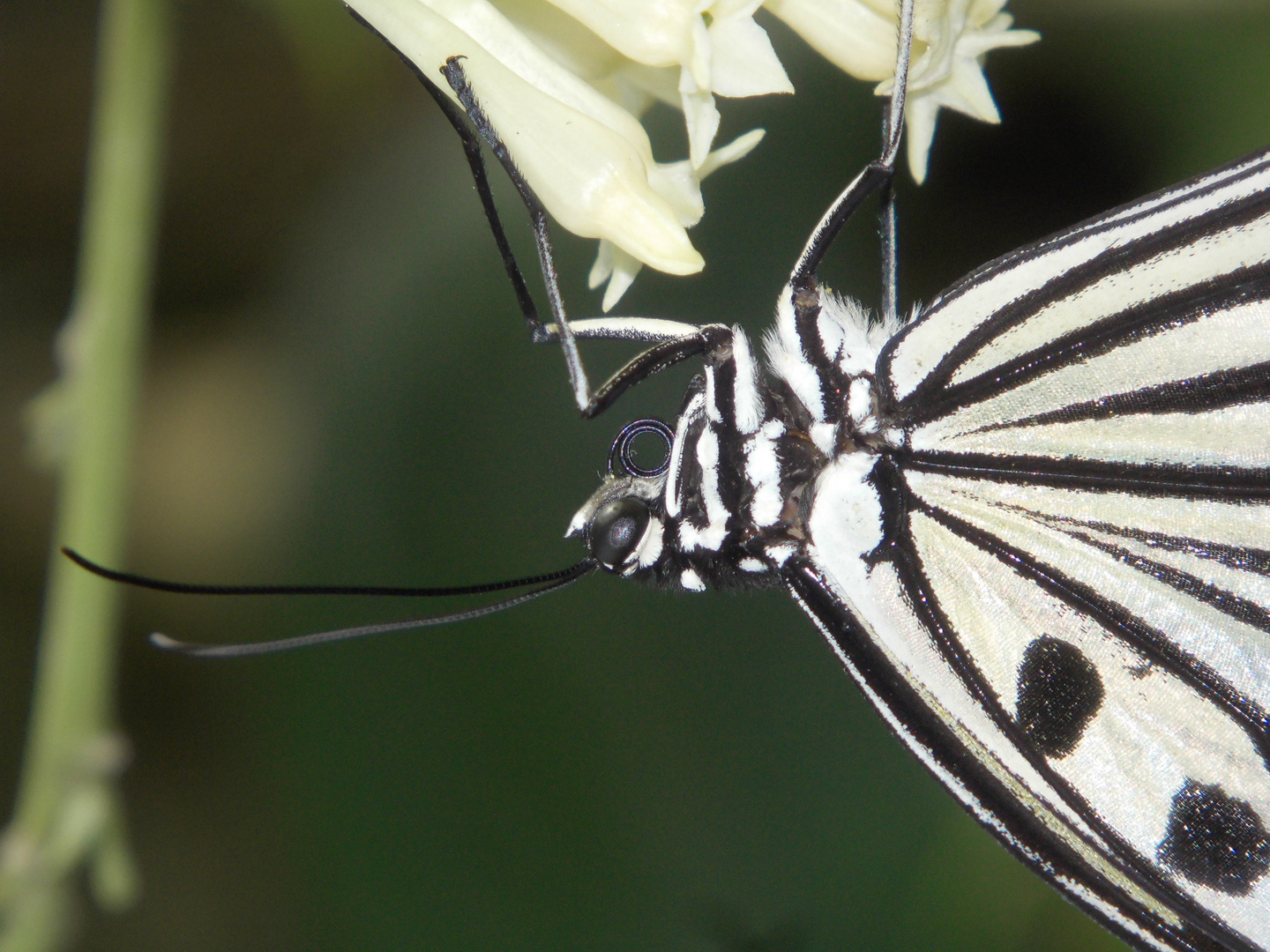 Idea leuconoe