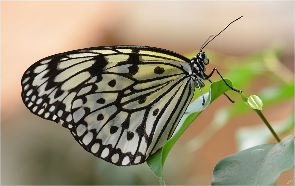 Idea leuconoe