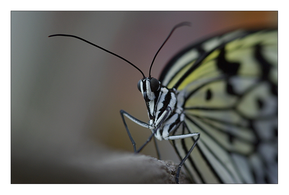 Idea leuconoe