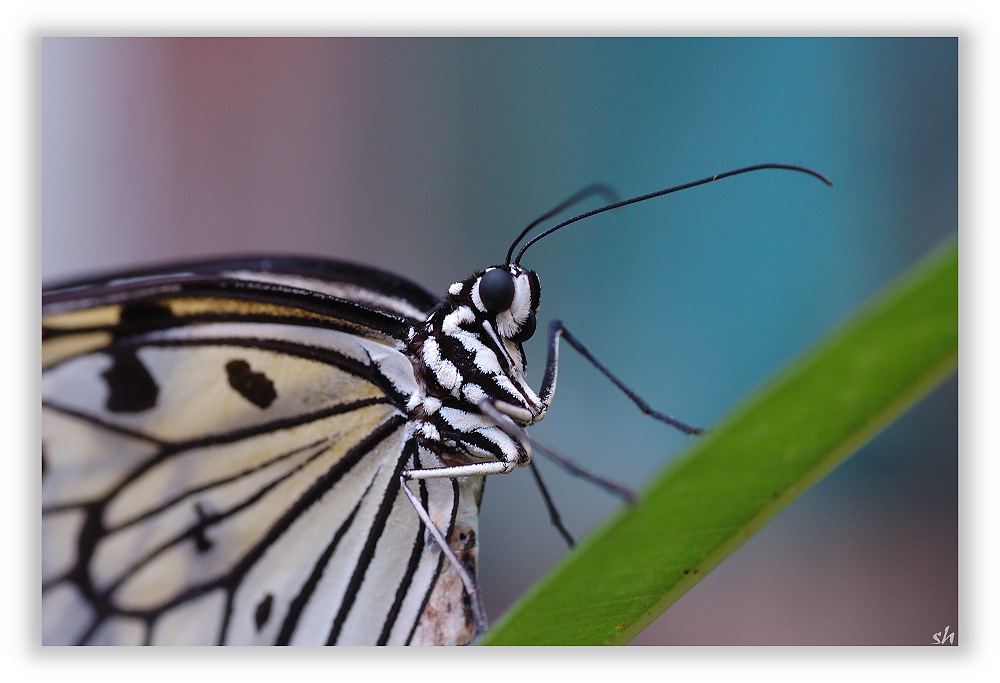 Idea Leuconoe II