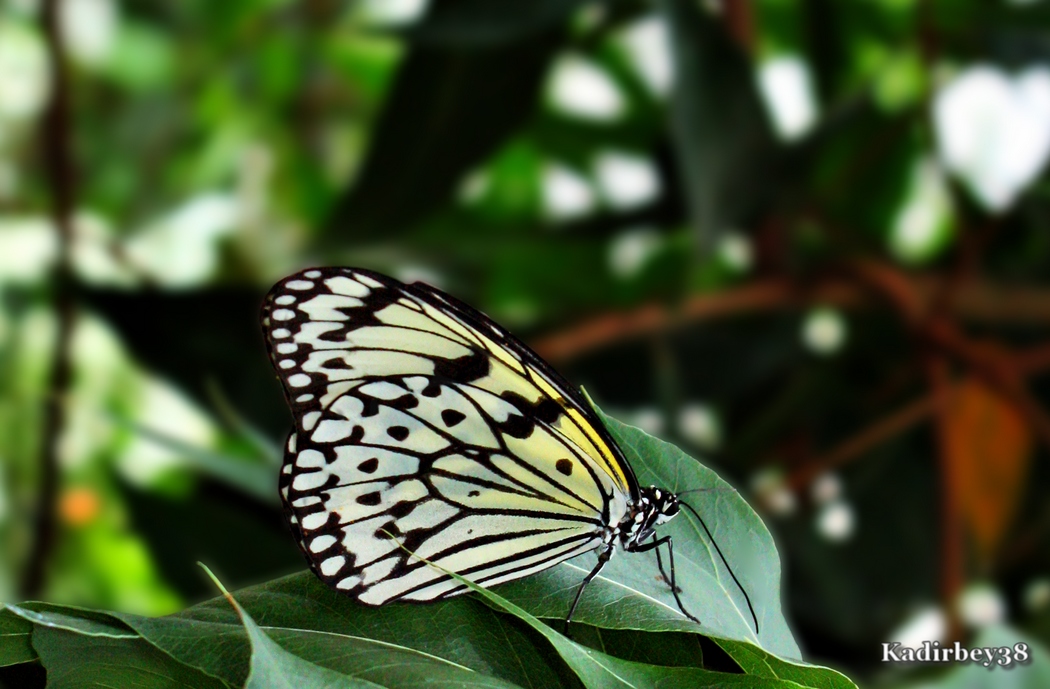 Idea leuconoe, Südostasien