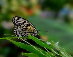 IDEA LEUCONOE - Weiße Baumnymphe