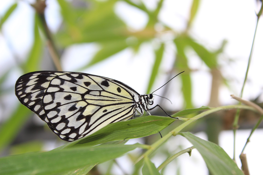 Idea leuconoe , weiße Baumnymphe 