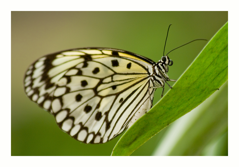 Idea leuconoe (Weiße Baumnymphe)