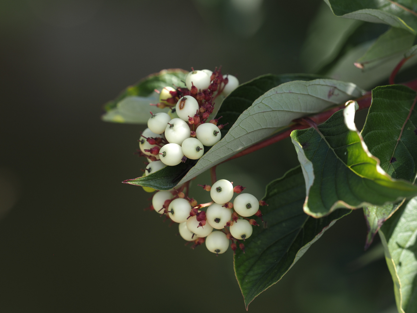 ideal zum abhängen / Hartriegel ( Cornus sericea )