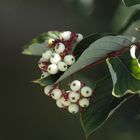 ideal zum abhängen / Hartriegel ( Cornus sericea )