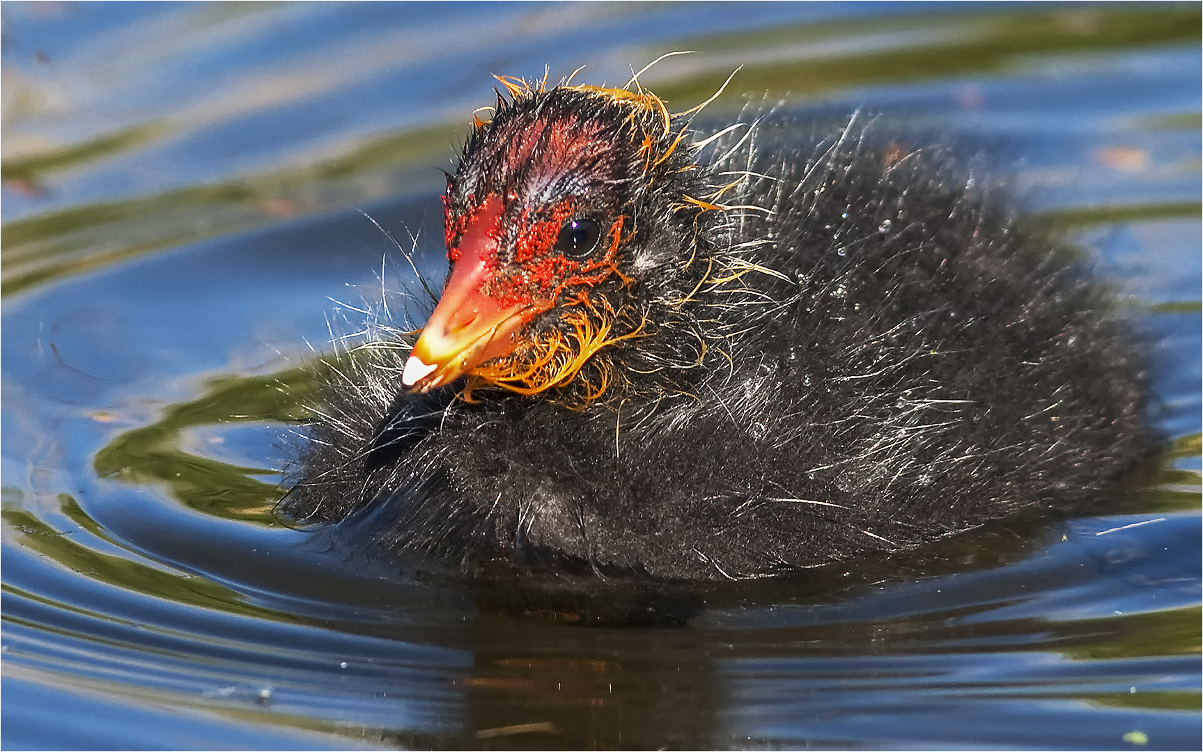 … Idealbesetzung für den Wasservogel-Nikolaus …