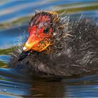 … Idealbesetzung für den Wasservogel-Nikolaus …