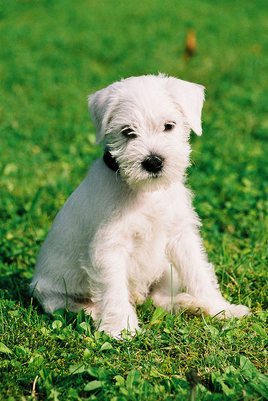 Idefix Foto &amp; Bild tiere, haustiere, hunde Bilder auf