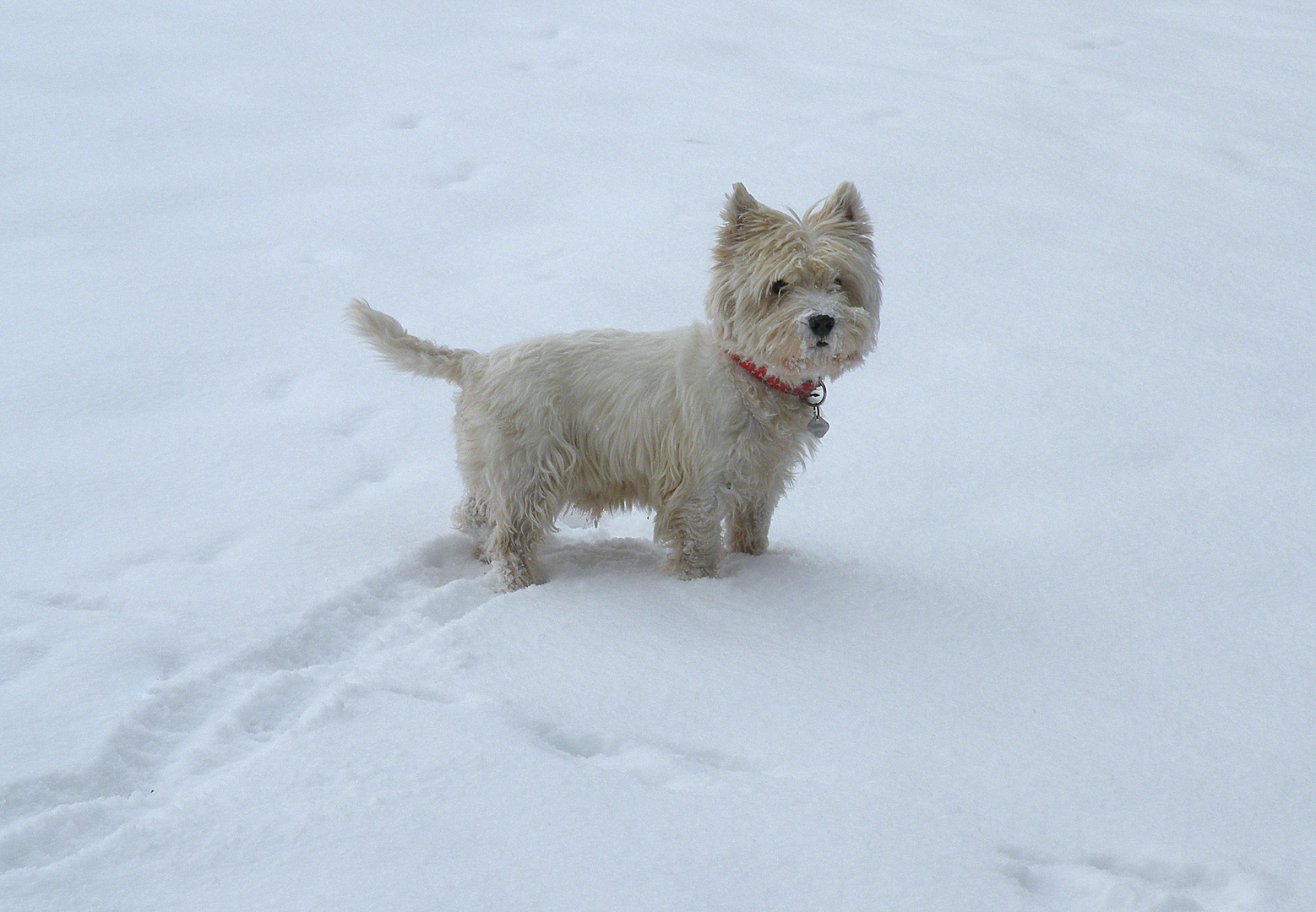 IDEFIX - nicht so weiß wie Schnee