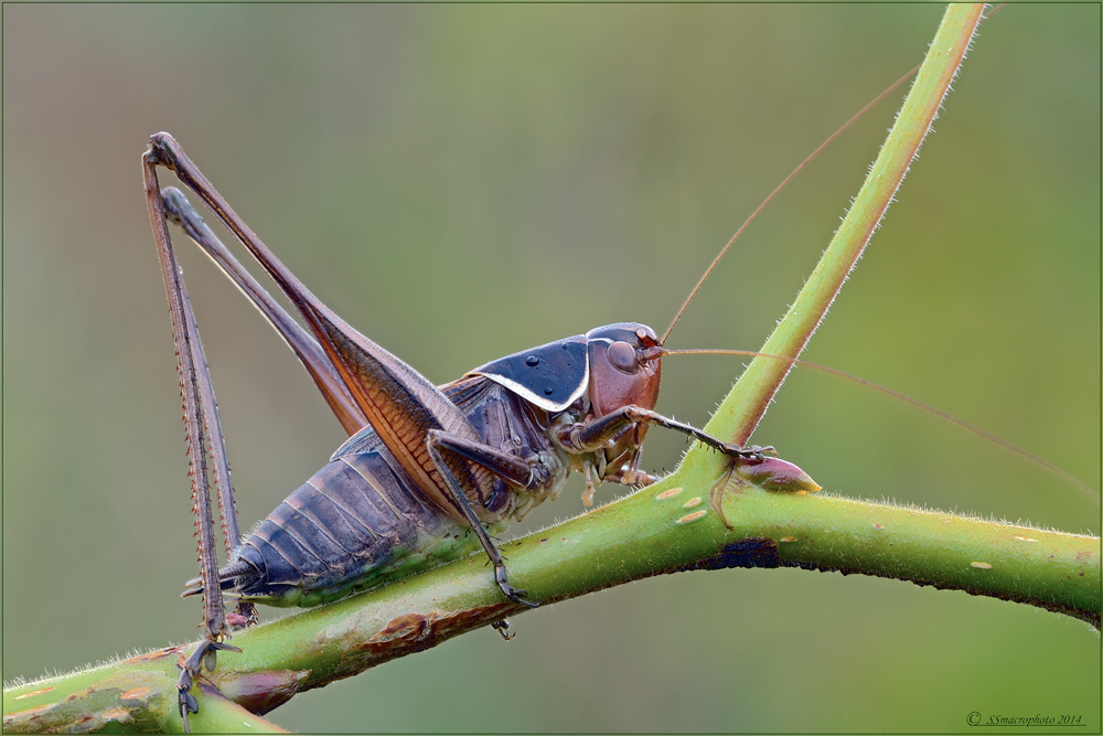 Identificato! -Sepiana sepium (male)