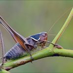 Identificato! -Sepiana sepium (male)