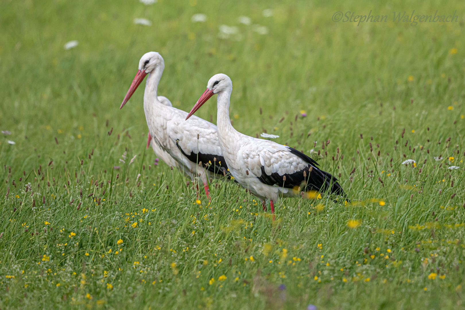 Identische Geschwister