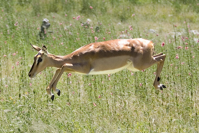 "identitätsproblem: flying impala"