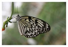 Ideopsis inventa, Asien