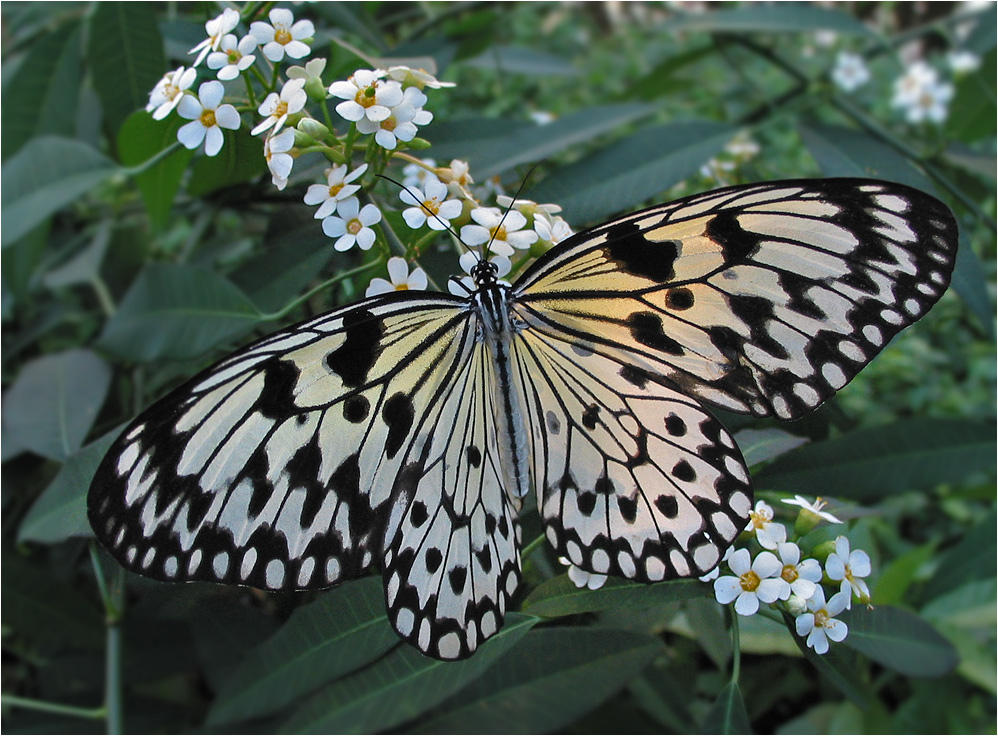 IDEOPSIS INVENTA