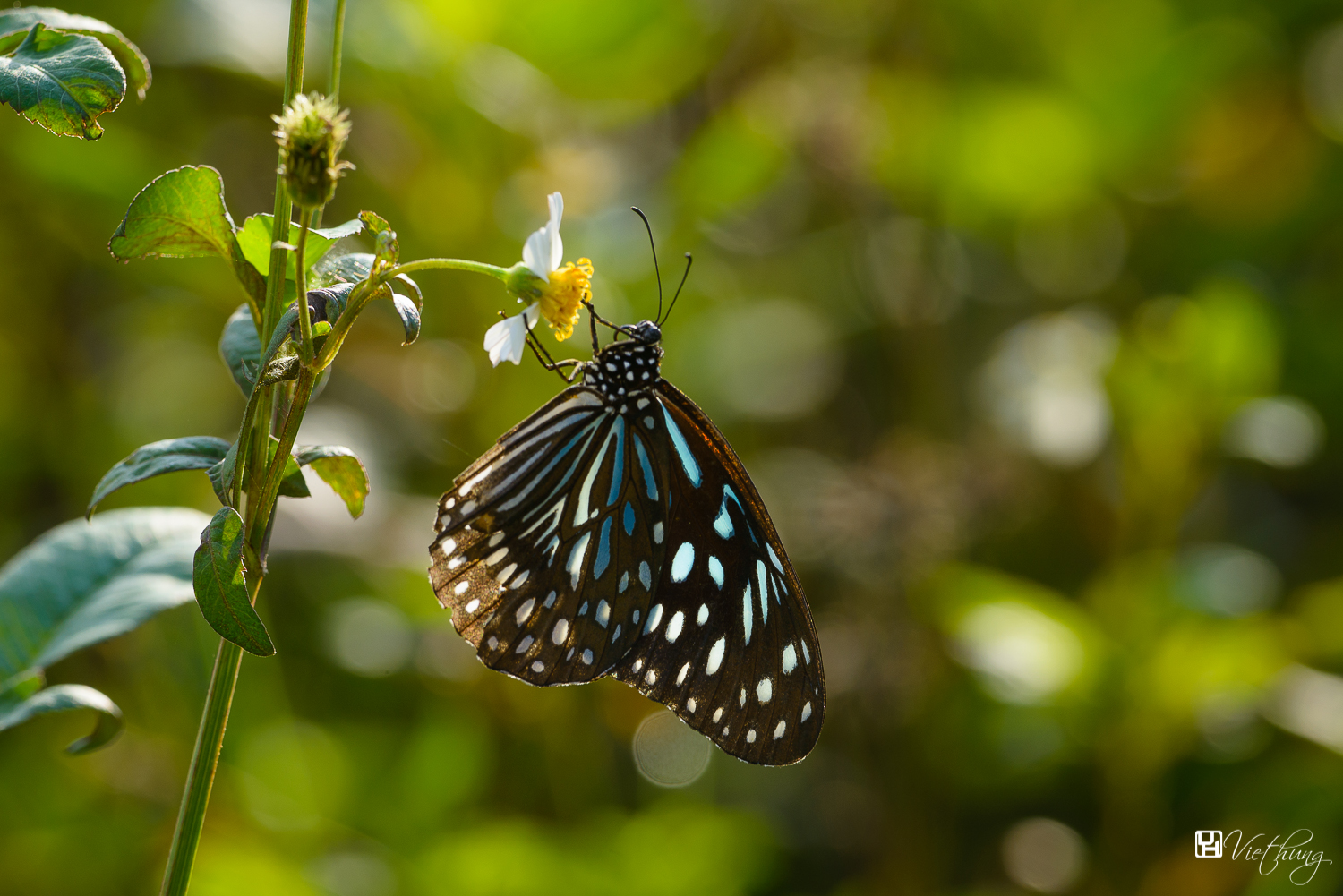 Ideopsis similis