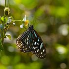 Ideopsis similis