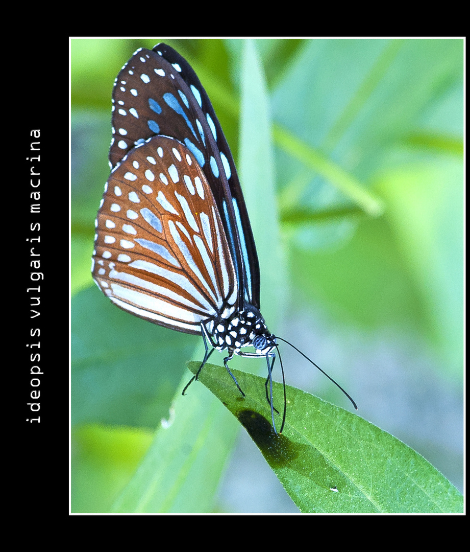 ideopsis vulgaris macrina