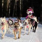 Idirarod Schlittenhunderennen über 1600 km Anchorage-Nome