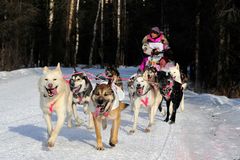 Idirarod Schlittenhunderennen über 1600 km Anchorage-Nome