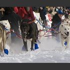 Iditarod 2012