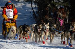 Iditarod 2014