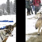 Iditarod