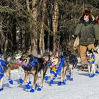 Iditarod Hundeschlittenrennen über 1600 km