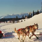 Iditarod-Race 2002