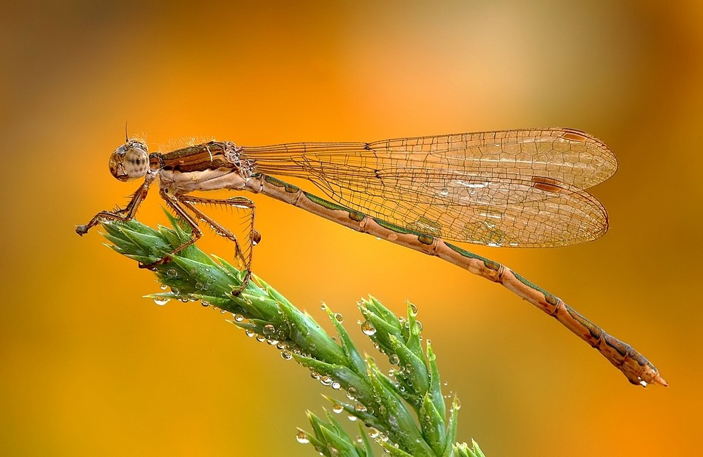 Šidlovka hnedá (Sympecma fusca)